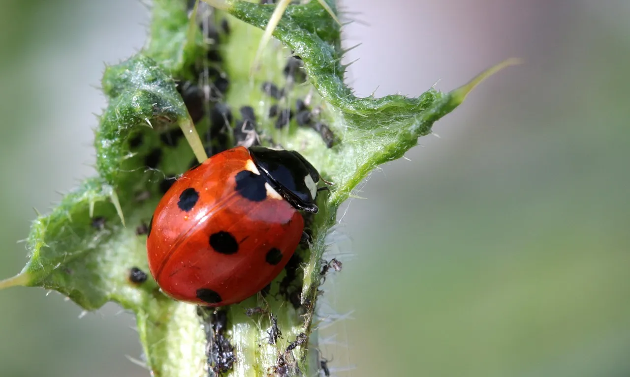 Seasonal Variations' Effect on Pest Activity: