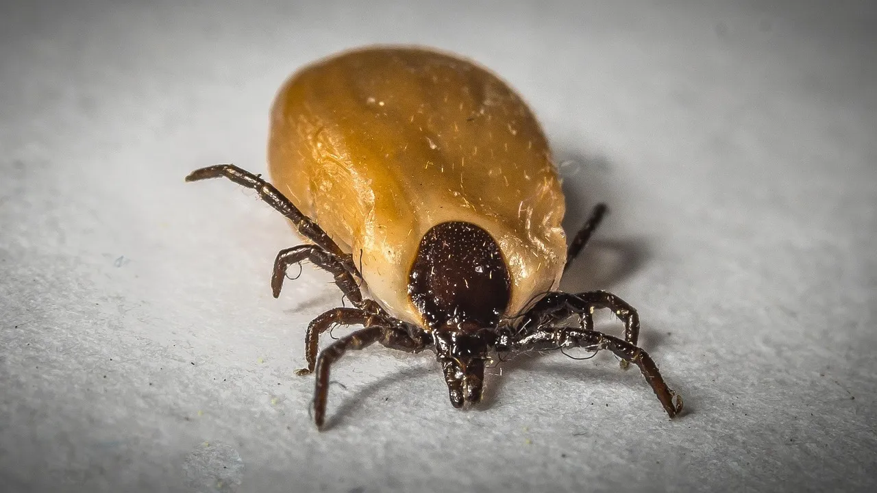 Understanding the Threat: The Risks Pests Pose: