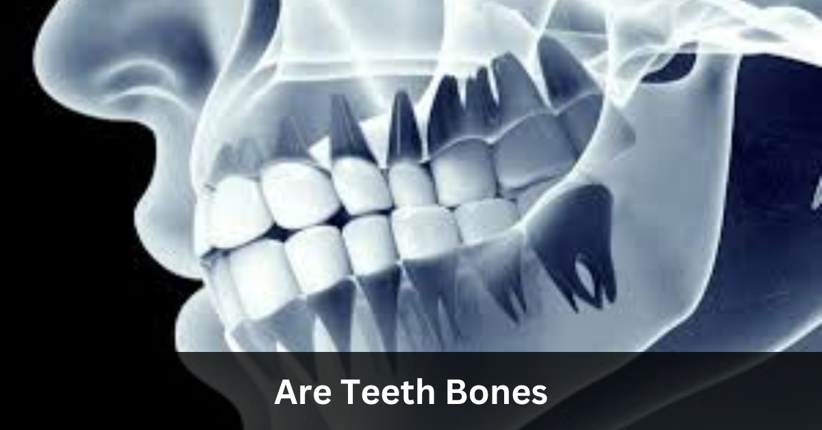 Are Teeth Bones